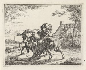 Hond en teef